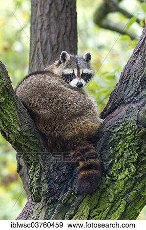 "Raccoon (Procyon lotor) sitting in a tree, captive, Saarland, Germany, Europe" View Large Photo Image Stock Photo - "Raccoon (Procyon lotor) sitting in a tree, captive, Saarland, Germany, Europe". Fotosearch