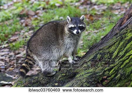Stock Photo - "Raccoon (Procyon lotor) sitting in a tree, captive, Saarland, Germany, Europe". Fotosearch