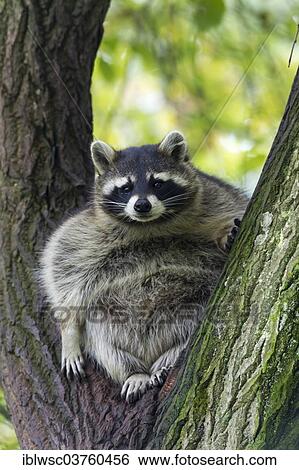 "Raccoon (Procyon lotor) sitting in a tree, captive, Saarland, Germany, Europe" View Large Photo Image Stock Photograph - "Raccoon (Procyon lotor) sitting in a tree, captive, Saarland, Germany, Europe". Fotosearch