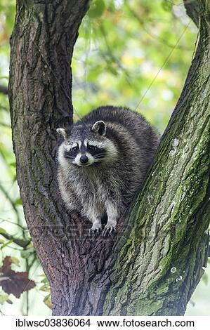 "Raccoon (Procyon lotor) sitting on a tree, captive, Saarland, Germany, Europe" View Large Photo Image Picture - "Raccoon (Procyon lotor) sitting on a tree, captive, Saarland, Germany, Europe". Fotosearch