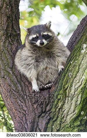 "Raccoon (Procyon lotor) sitting on a tree, captive, Saarland, Germany, Europe" View Large Photo Image Stock Image - "Raccoon (Procyon lotor) sitting on a tree, captive, Saarland, Germany, Europe". Fotosearch