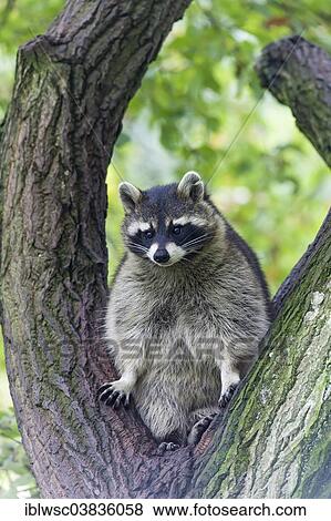 "Raccoon (Procyon lotor) sitting on a tree, captive, Saarland, Germany, Europe" View Large Photo Image Stock Photo - "Raccoon (Procyon lotor) sitting on a tree, captive, Saarland, Germany, Europe". Fotosearch