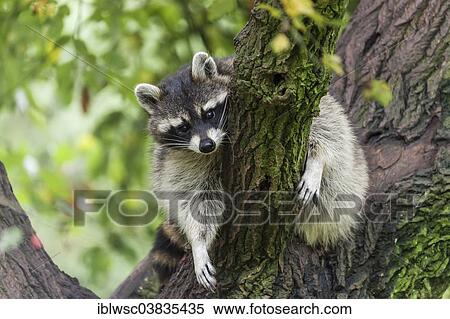 "Raccoon (Procyon lotor) sitting on a tree, captive, Saarland, Germany, Europe" View Large Photo Image Stock Photography - "Raccoon (Procyon lotor) sitting on a tree, captive, Saarland, Germany, Europe". Fotosearch