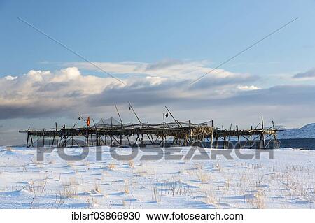 "Rack for dried cod, near Skallelv, Vadso, Finnmark, Norway, Europe" View Large Photo Image Stock Image - "Rack for dried cod, near Skallelv, Vadso, Finnmark, Norway, Europe". Fotosearch