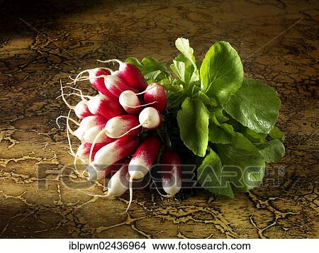 Raddish View Large Photo Image Picture - Raddish. Fotosearch