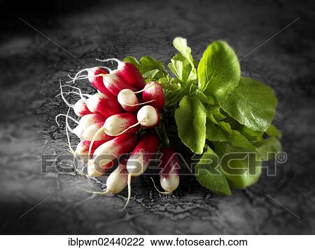 Raddish View Large Photo Image Stock Image - Raddish. Fotosearch