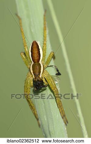 "Raft spider (Dolomedes fimbriatus), Loar, Kramsach, Tyrol, Austria, Europe" View Large Photo Image Stock Image - "Raft spider (Dolomedes fimbriatus), Loar, Kramsach, Tyrol, Austria, Europe". Fotosearch
