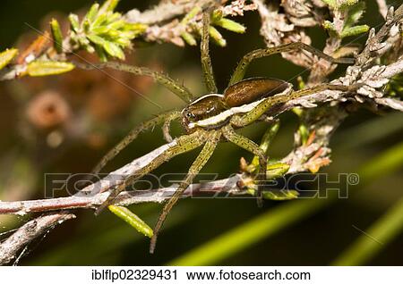 Stock Image - "Raft Spider (Dolomedes fimbriatus), juvenile, straddling heather stems, Thursley Common National Nature Reserve, Surrey, England, United Kingdom, Europe". Fotosearch