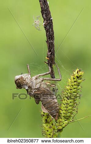 "Raft Spider (Dolomedes fimbriatus), Filz, Woergl, Tyrol, Austria, Europe" View Large Photo Image Stock Photo - "Raft Spider (Dolomedes fimbriatus), Filz, Woergl, Tyrol, Austria, Europe". Fotosearch