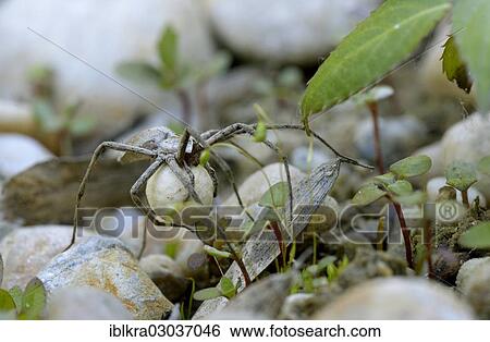 "Raft Spider (Dolomedes fimbriatus) with cocoon, Muhlleiten, Lower Austria, Austria, Europe" View Large Photo Image Stock Photograph - "Raft Spider (Dolomedes fimbriatus) with cocoon, Muhlleiten, Lower Austria, Austria, Europe". Fotosearch