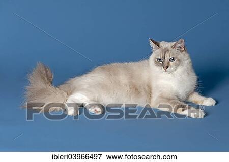 dba ragdoll