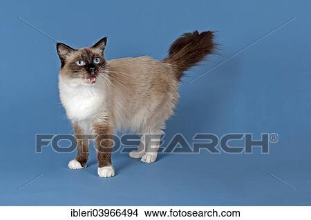 "Ragdoll cat, 4 years, Seal Mitted color" View Large Photo Image Picture - "Ragdoll cat, 4 years, Seal Mitted color". Fotosearch