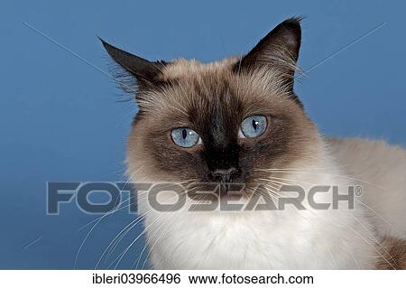 dba ragdoll