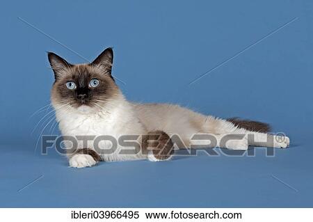 "Ragdoll cat, 4 years, Seal Mitted color" View Large Photo Image Stock Photography - "Ragdoll cat, 4 years, Seal Mitted color". Fotosearch