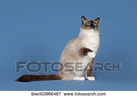 "Ragdoll, cat breed, cat, 4 years, colour seal mitted" View Large Photo Image Stock Photo - "Ragdoll, cat breed, cat, 4 years, colour seal mitted". Fotosearch