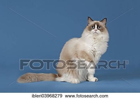 "Ragdoll, cat breed, tomcat, kitten, 1 year, colour chocolate bicolour" View Large Photo Image Stock Photo - "Ragdoll, cat breed, tomcat, kitten, 1 year, colour chocolate bicolour". Fotosearch