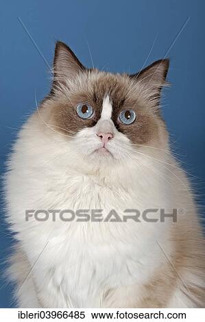 Stock Photography - "Ragdoll, cat breed, tomcat, kitten, 1 year, colour chocolate bicolour". Fotosearch