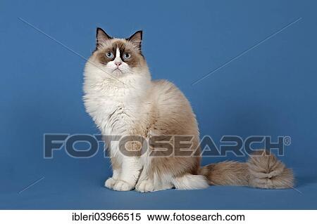 "Ragdoll, cat breed, tomcat, kitten, 1 year, colour chocolate bicolour" View Large Photo Image Stock Photography - "Ragdoll, cat breed, tomcat, kitten, 1 year, colour chocolate bicolour". Fotosearch