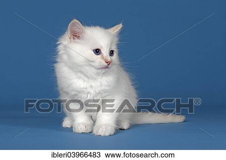 "Ragdoll, cat breed, tomcat, kitten, 9 weeks" View Large Photo Image Stock Image - "Ragdoll, cat breed, tomcat, kitten, 9 weeks". Fotosearch