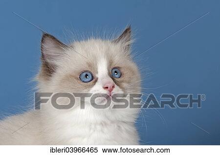 Stock Photography - "Ragdoll, cat breed, tomcat, kitten, 9 weeks, colour seal mitted with a blaze". Fotosearch