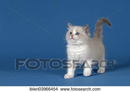 "Ragdoll cat, kitten, 9 weeks, blue, bicolour" View Large Photo Image Picture - "Ragdoll cat, kitten, 9 weeks, blue, bicolour". Fotosearch