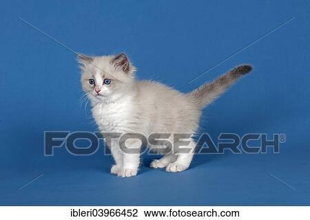 dba ragdoll