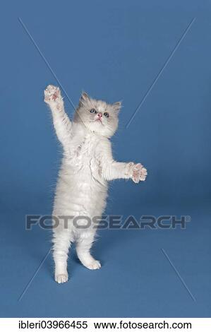 "Ragdoll cat, kitten, 9 weeks, blue, bicolour, standing on its hind legs" View Large Photo Image Stock Photography - "Ragdoll cat, kitten, 9 weeks, blue, bicolour, standing on its hind legs". Fotosearch