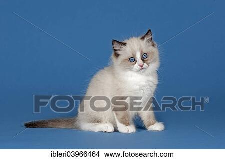 seal mitted ragdoll with blaze