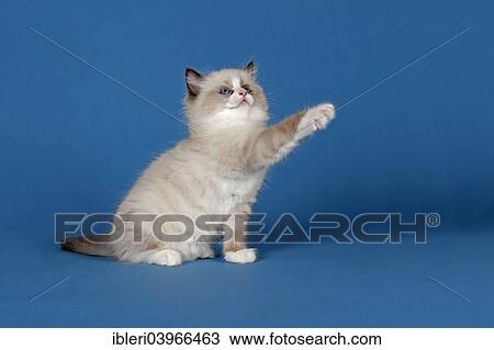 "Ragdoll cat, kitten, 9 weeks, Seal Mitted with blaze, with a raised paw" View Large Photo Image Stock Image - "Ragdoll cat, kitten, 9 weeks, Seal Mitted with blaze, with a raised paw". Fotosearch