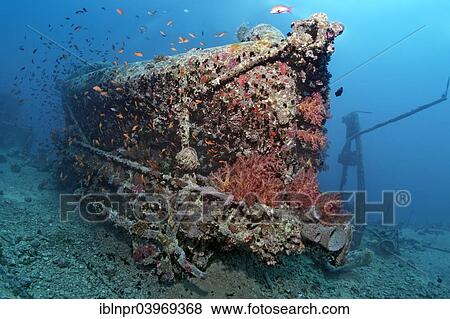 "Railway tender, cargo on the shipwreck of the SS Thistlegorm, Red Sea, Shaab Ali, Sinai Peninsula, Egypt, Africa" View Large Photo Image Stock Photo - "Railway tender, cargo on the shipwreck of the SS Thistlegorm, Red Sea, Shaab Ali, Sinai Peninsula, Egypt, Africa". Fotosearch