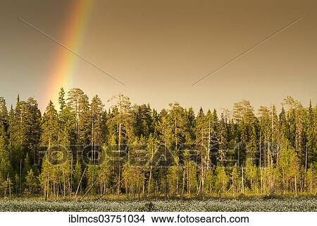"Rainbow above forest, Suomussalmi, Karelia, Finland, Europe" View Large Photo Image Picture - "Rainbow above forest, Suomussalmi, Karelia, Finland, Europe". Fotosearch