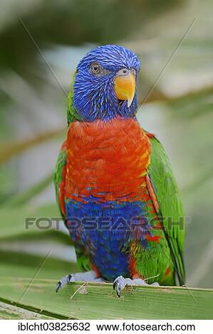 "Rainbow Lorikeet (Trichoglossus haematodus moluccanus), native to Indonesia and Australia, captive, Germany, Europe" View Large Photo Image Stock Image - "Rainbow Lorikeet (Trichoglossus haematodus moluccanus), native to Indonesia and Australia, captive, Germany, Europe". Fotosearch