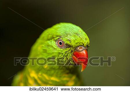"Rainbow lorikeet (Trichoglossus haematodus), portrait, Basse Terre, Guadeloupe, France, North America" View Large Photo Image Stock Image - "Rainbow lorikeet (Trichoglossus haematodus), portrait, Basse Terre, Guadeloupe, France, North America". Fotosearch