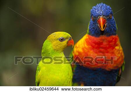 "Rainbow lorikeets (Trichoglossus haematodus), Grande-Terre Island, Guadeloupe, France, North America" View Large Photo Image Picture - "Rainbow lorikeets (Trichoglossus haematodus), Grande-Terre Island, Guadeloupe, France, North America". Fotosearch