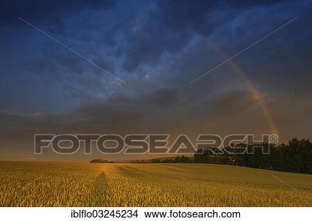 Picture - "Rainbow over a wheat field, Limburg/Weilburg, Offheim, Hesse, Germany, Europe". Fotosearch
