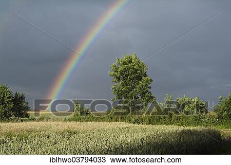 Stock Image - "Rainbow over corn fields, stormy sky, Weimar area, Daasdorf, Nohra, Thuringia, Germany, Europe". Fotosearch