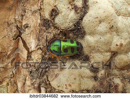 "Rainbow Shield Bug (Calidea dregii) perched on the bark of a Fever Tree (Acacia xanthophloea), Kruger National Park, South Africa, Africa" View Large Photo Image Stock Image - "Rainbow Shield Bug (Calidea dregii) perched on the bark of a Fever Tree (Acacia xanthophloea), Kruger National Park, South Africa, Africa". Fotosearch