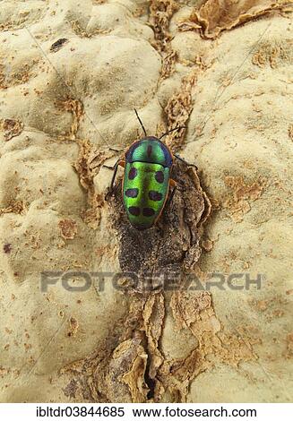 "Rainbow Shield Bug (Calidea dregii) perched on the bark of a Fever Tree (Acacia xanthophloea), Kruger National Park, South Africa, Africa" View Large Photo Image Stock Photography - "Rainbow Shield Bug (Calidea dregii) perched on the bark of a Fever Tree (Acacia xanthophloea), Kruger National Park, South Africa, Africa". Fotosearch