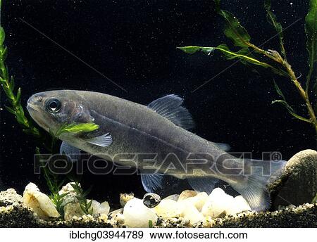 Stock Photo - "Rainbow Trout (Salmo gairdneri), fry, captive, France, Europe". Fotosearch