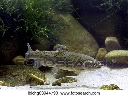 "Rainbow Trout (Salmo gairdneri), captive, France, Europe" View Large Photo Image Stock Image - "Rainbow Trout (Salmo gairdneri), captive, France, Europe". Fotosearch