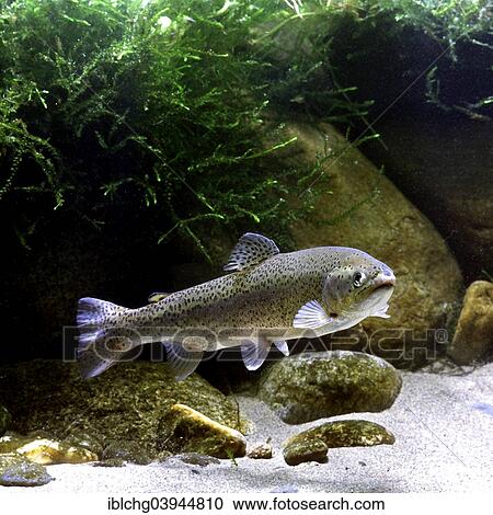"Rainbow Trout (Salmo gairdneri), captive, France, Europe" View Large Photo Image Stock Image - "Rainbow Trout (Salmo gairdneri), captive, France, Europe". Fotosearch