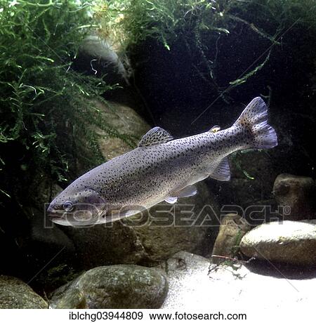"Rainbow Trout (Salmo gairdneri), captive, France, Europe" View Large Photo Image Stock Photo - "Rainbow Trout (Salmo gairdneri), captive, France, Europe". Fotosearch