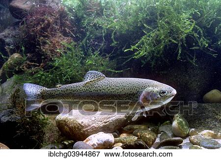 "Rainbow Trout (Salmo gairdneri), captive, France, Europe" View Large Photo Image Stock Photo - "Rainbow Trout (Salmo gairdneri), captive, France, Europe". Fotosearch