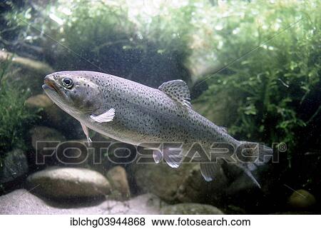 "Rainbow Trout (Salmo gairdneri), captive, France, Europe" View Large Photo Image Stock Photo - "Rainbow Trout (Salmo gairdneri), captive, France, Europe". Fotosearch