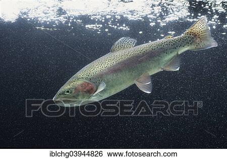 "Rainbow Trout (Salmo gairdneri), captive, France, Europe" View Large Photo Image Stock Photograph - "Rainbow Trout (Salmo gairdneri), captive, France, Europe". Fotosearch