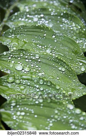 Raindrops on the leaves of a lily (Liliaceae) View Large Photo Image Stock Photo - Raindrops on the leaves of a lily (Liliaceae). Fotosearch