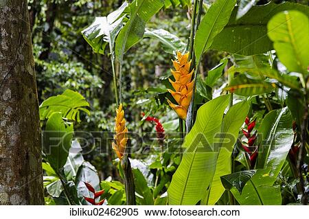"Rainforest impressions, lush green vegetation, Nationalpark Guadeloupe, Guadeloupe, France, North America" View Large Photo Image Stock Photography - "Rainforest impressions, lush green vegetation, Nationalpark Guadeloupe, Guadeloupe, France, North America". Fotosearch