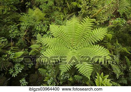 Stock Image - "Rainforest vegetation with Tree Ferns (Cyatheales), bird's-eye view, Fiordland, South Island, New Zealand, Oceania". Fotosearch