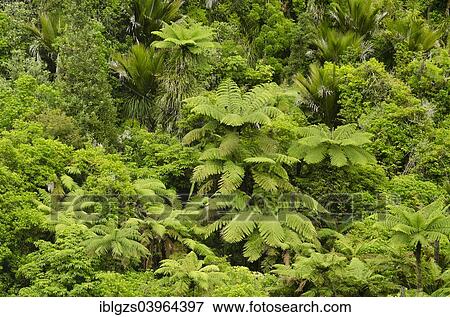 Stock Photo - "Rainforest vegetation with Tree Ferns (Cyatheales), North Island, New Zealand, Oceania". Fotosearch