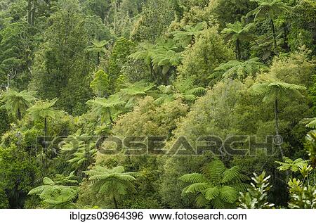 Stock Photograph - "Rainforest vegetation with Tree Ferns (Cyatheales), North Island, New Zealand, Oceania". Fotosearch